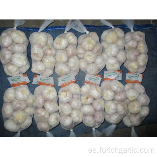 Cultivo de ajo blanco normal Jinxiang 2019